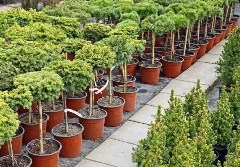 123 Gartenpflege GmbH, Baumschule