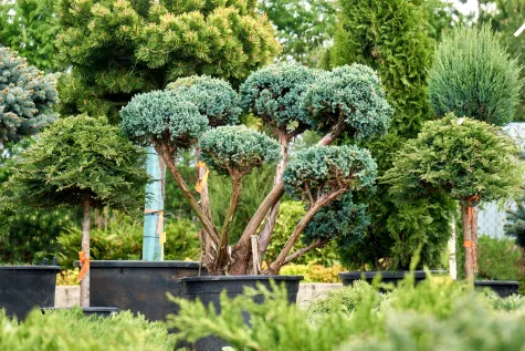 Hatt Gartenbau, Baumschule